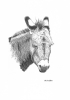 WH 17 Donkey